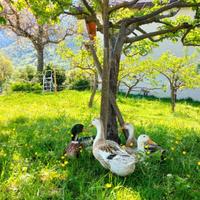 Anatre Silver Appleyard