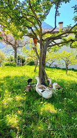 Anatre Silver Appleyard