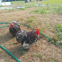 Cocincina pichiettato galletto