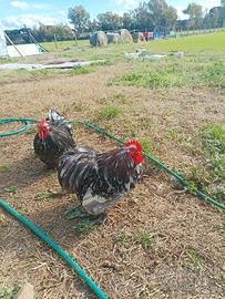 Cocincina pichiettato galletto