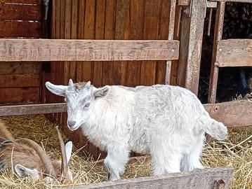 Capretto incrocio razza bionda della damello