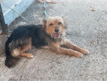 Cagnolina