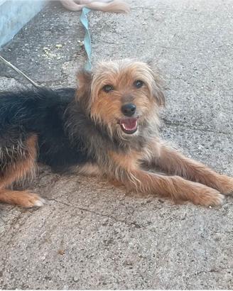 Cagnolina