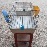 gabbia coniglio nano cavia