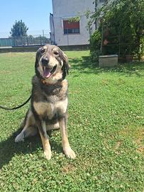 Cagnolina 2 anni