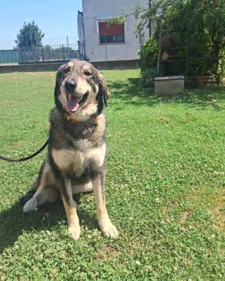 Cagnolina 2 anni