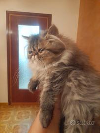 Gatti persiani ipertipici