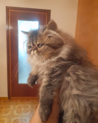 Gatti persiani ipertipici
