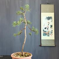 Yamadori Bonsai di Pino Silvestre