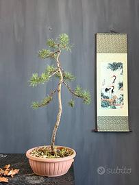Yamadori Bonsai di Pino Silvestre