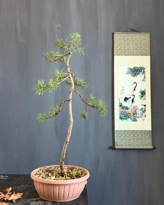 Yamadori Bonsai di Pino Silvestre