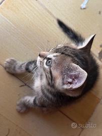Gattini