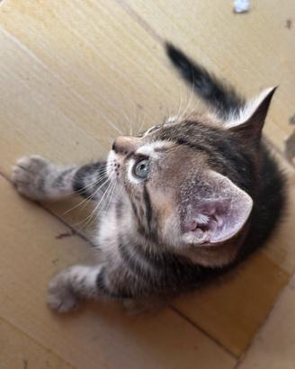 Gattini