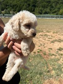 Lagotto romagnolo