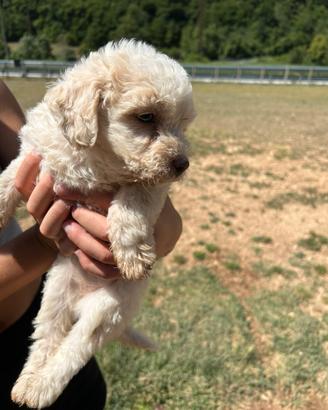 Lagotto romagnolo