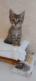 Cucciolo di gatto