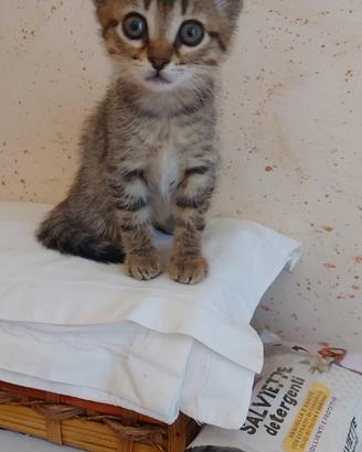 Cucciolo di gatto