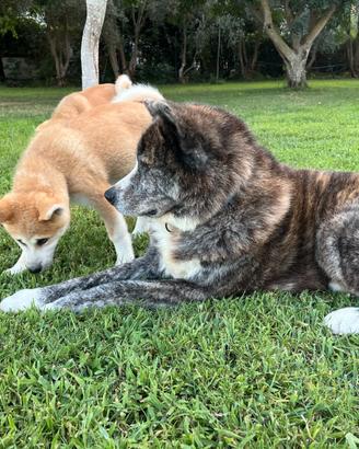 Cuccioli Akita Inu con pedigree