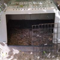 gabbia per cani di grossa taglia 