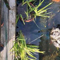 Piante di iris acquatico