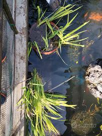 Piante di iris acquatico