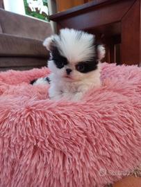 Cucciolo chin con pedigree enci