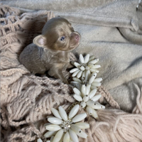 Ultimi cuccioli chihuahua "toy" LEGGERE IL TESTO