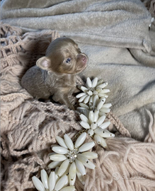 Ultimi cuccioli chihuahua "toy" LEGGERE IL TESTO