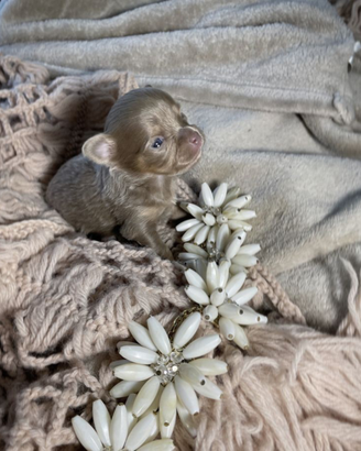 Ultimi cuccioli chihuahua "toy" LEGGERE IL TESTO