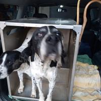 gabbia cani alluminio per suzuki jimny