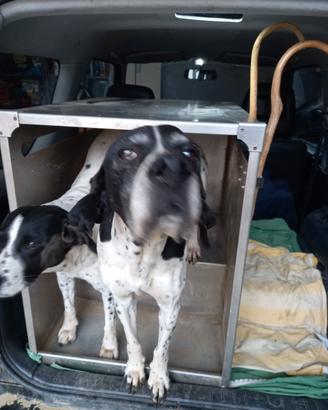 gabbia cani alluminio per suzuki jimny