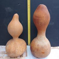 Zucche ornamentali Sarde 