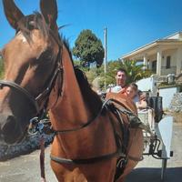 Cavallo castrone purosangue per principianti