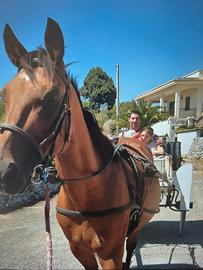 Cavallo castrone purosangue per principianti