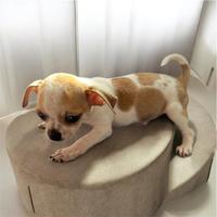 Chiuhuahua