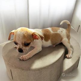 Chiuhuahua