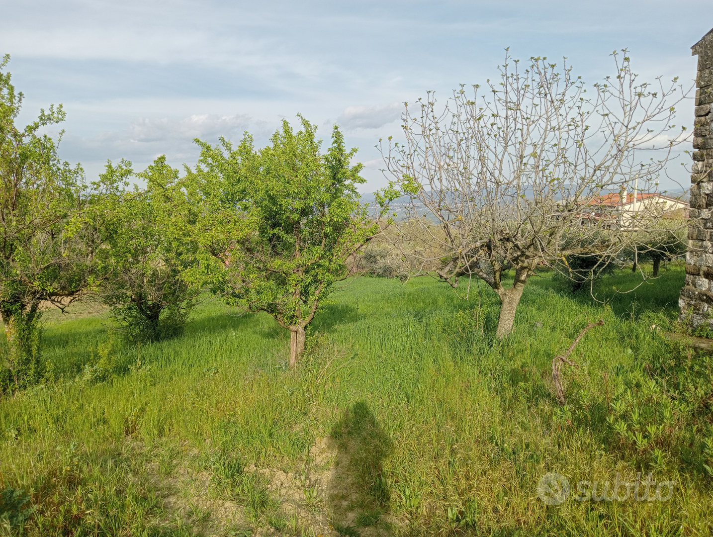 Terreno con casolare/rudere e oliveto - Altro