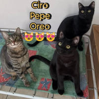 CIro pepe e oreo