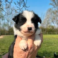 Cuccioli di border collie