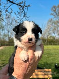 Cuccioli di border collie