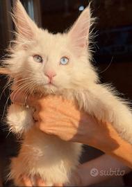 Maine coon cucciolo mesi 4 occhi impari