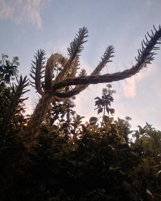 Talee di austrocylindropuntia subulata