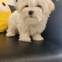Maltipoo mini