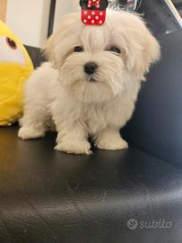 Maltipoo mini