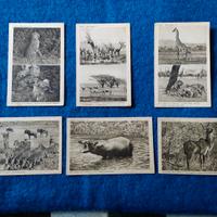 Lotto 6 Cartoline - Nelle Missioni Delle Consolate