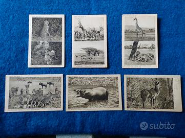 Lotto 6 Cartoline - Nelle Missioni Delle Consolate