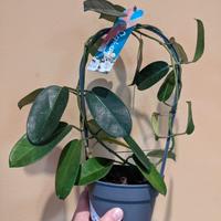 Pianta Stephanotis