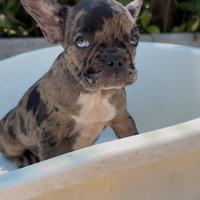 Bulldog francese