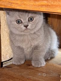 Gattina Scottish