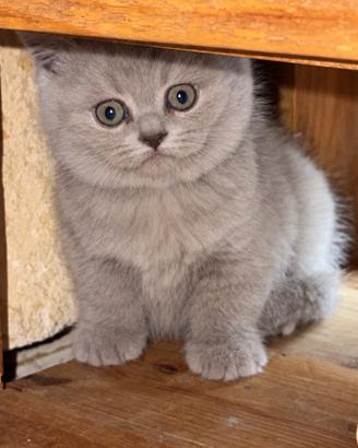 Gattina Scottish